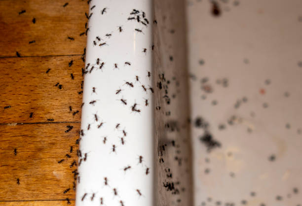 Best Pest Removal Services  in Fort Ashby, WV