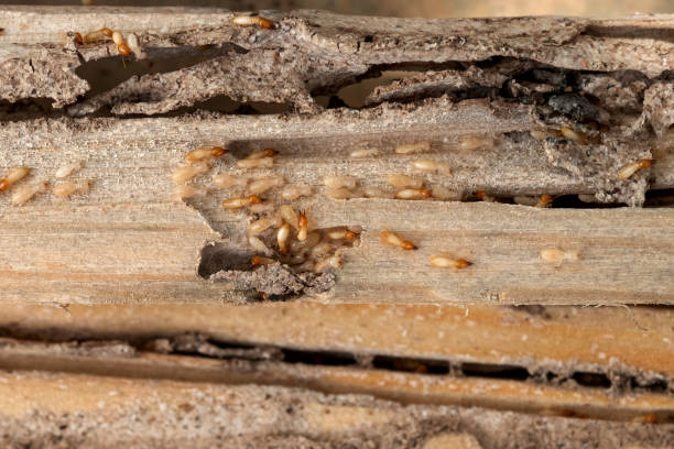 Best Insect Control  in Fort Ashby, WV