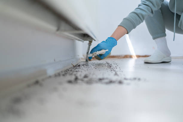 Best Pest Control Treatment  in Fort Ashby, WV